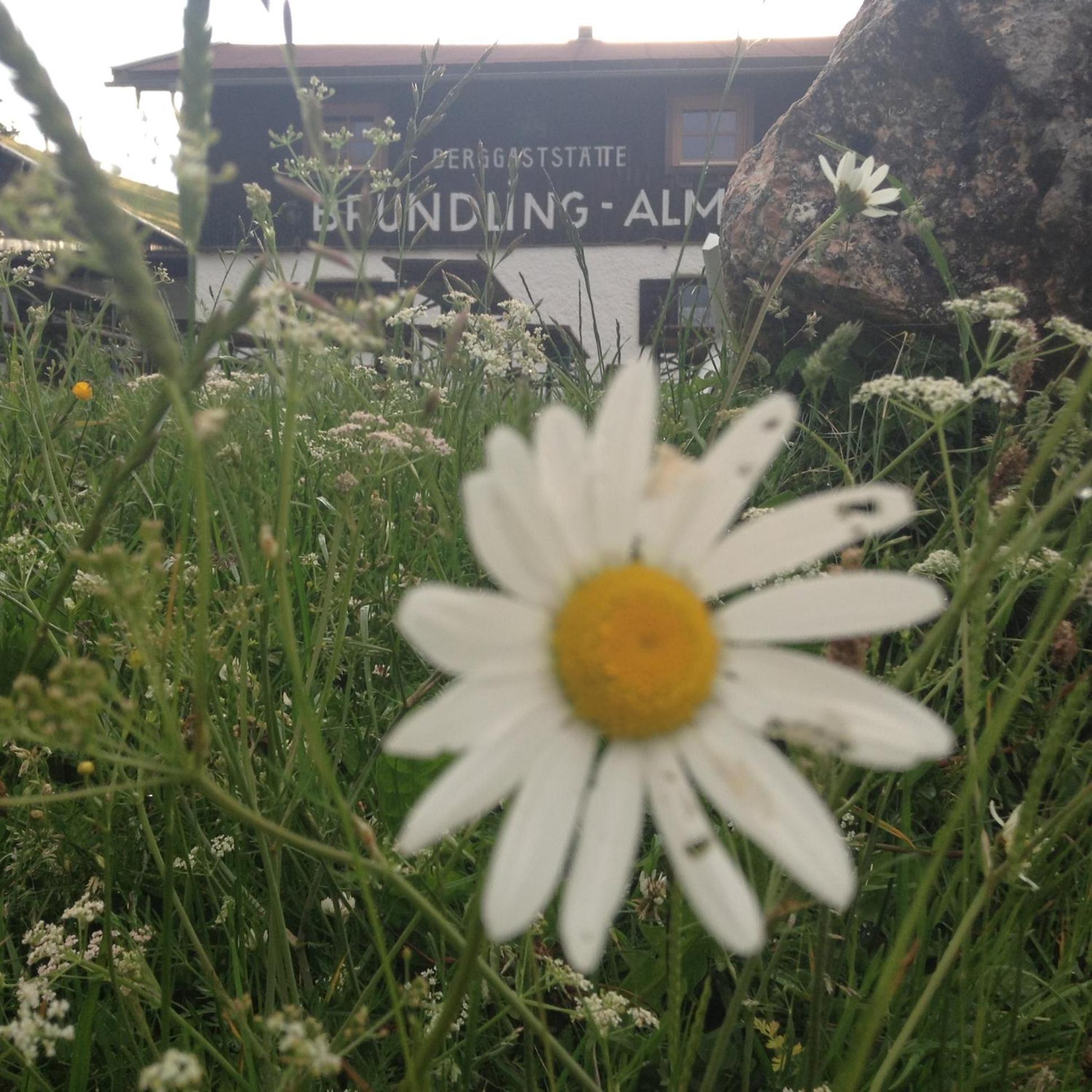 Bruendling-Alm Berggasthof Auf 1167M Auf Dem Hochfelln Hotel Bergen  Exterior foto